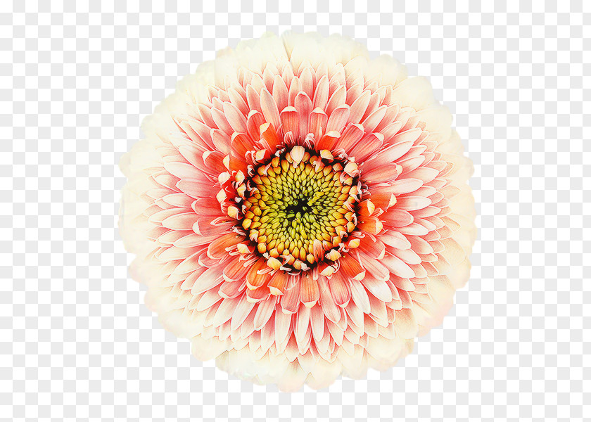 Gazania Artificial Flower Flowers Background PNG