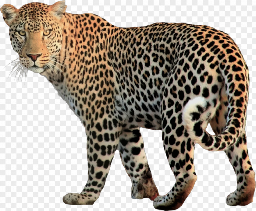 Leopard Snow Jaguar Felidae PNG