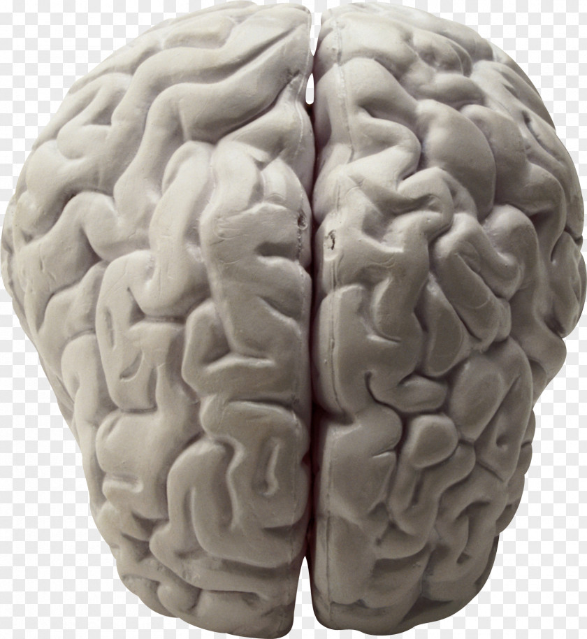 On The Brain Research Neuroscience Biology Working Memory PNG