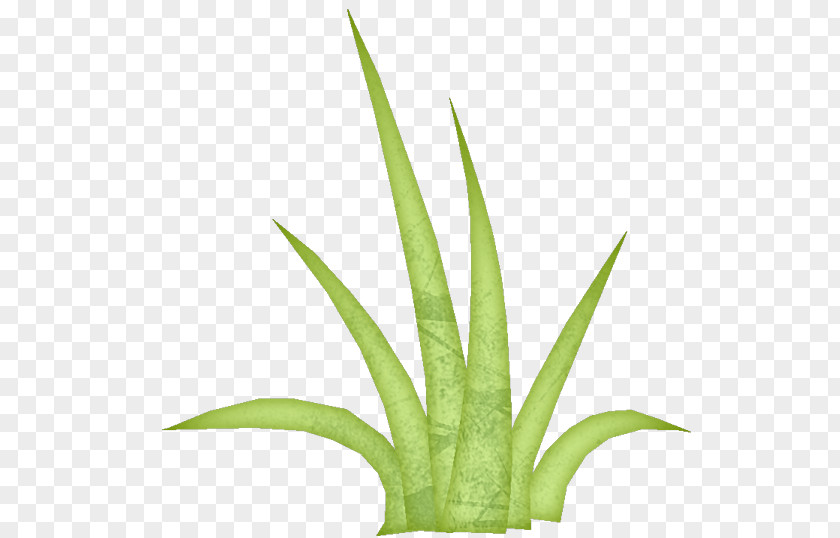 Perennial Plant Agave Aloe Vera Leaf PNG
