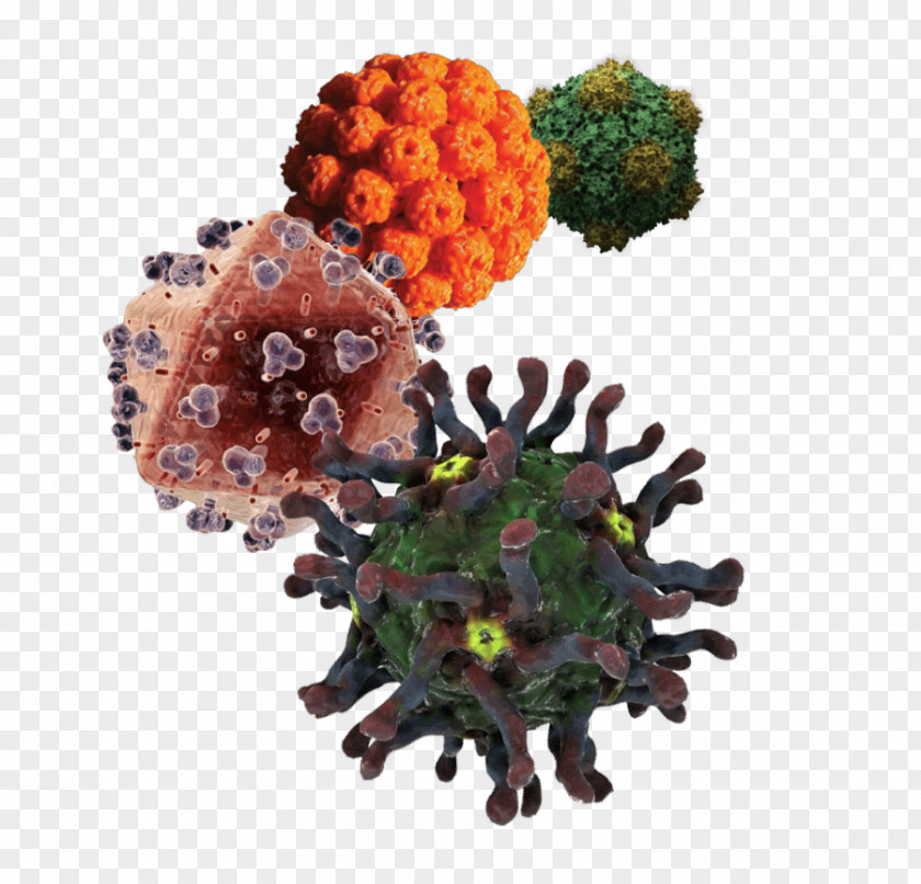 Virus Hepatitis B Viral C PNG