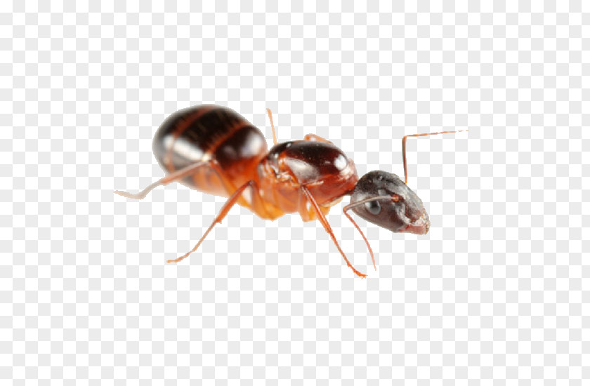 Carpenter Ant Pest Control Colony PNG