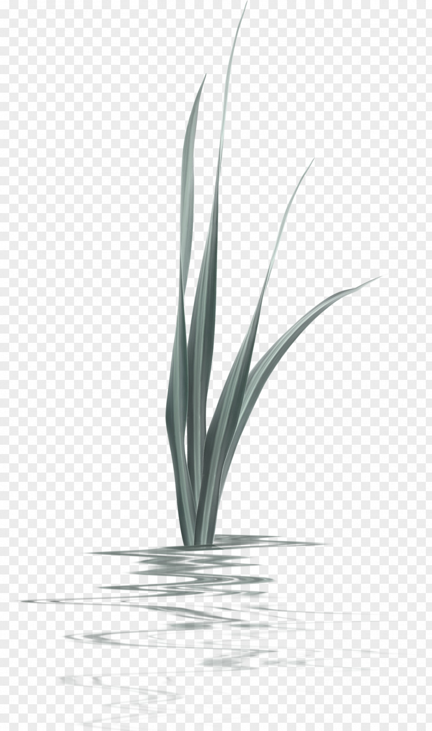 Gray Green Simple Grass Decoration Pattern Aquatic Plant PNG