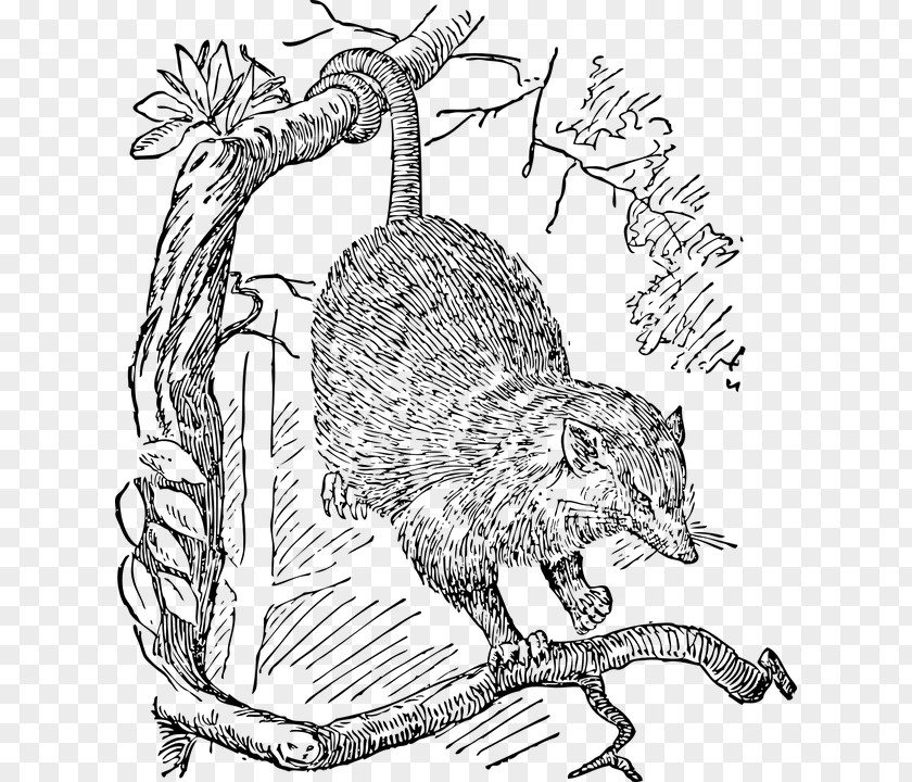 Opossum Drawing Phalangeriformes Clip Art PNG