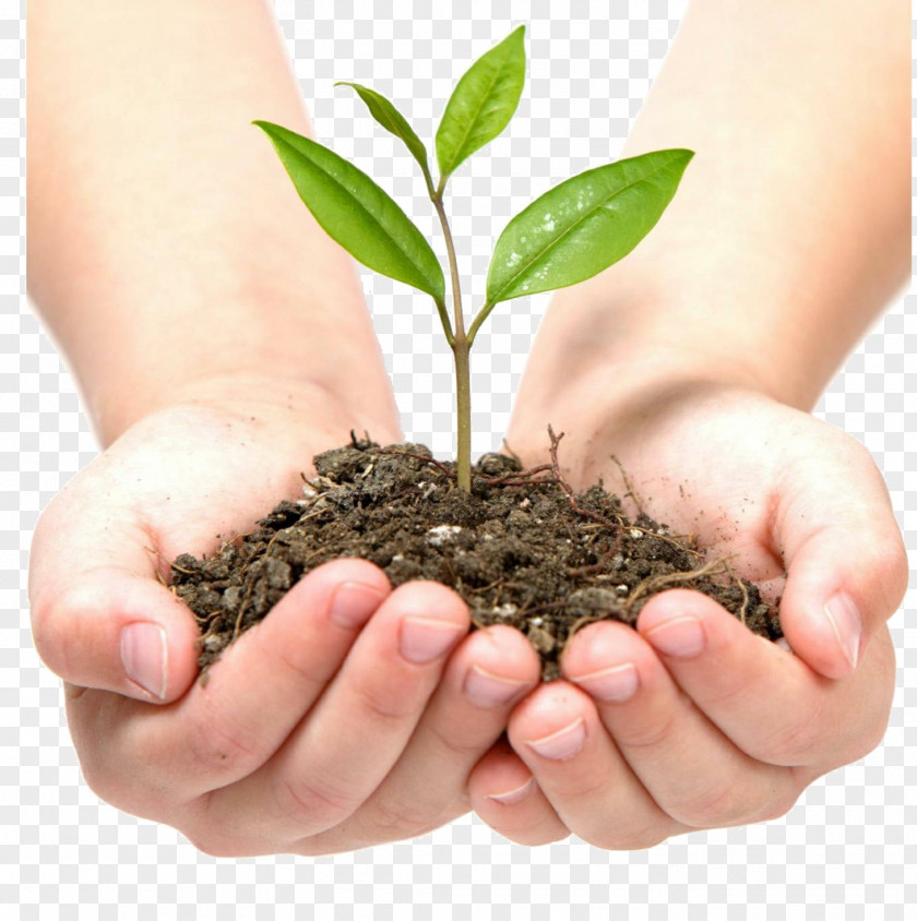 Plant Castlecrag Montessori School Advertising Stock Photography PNG