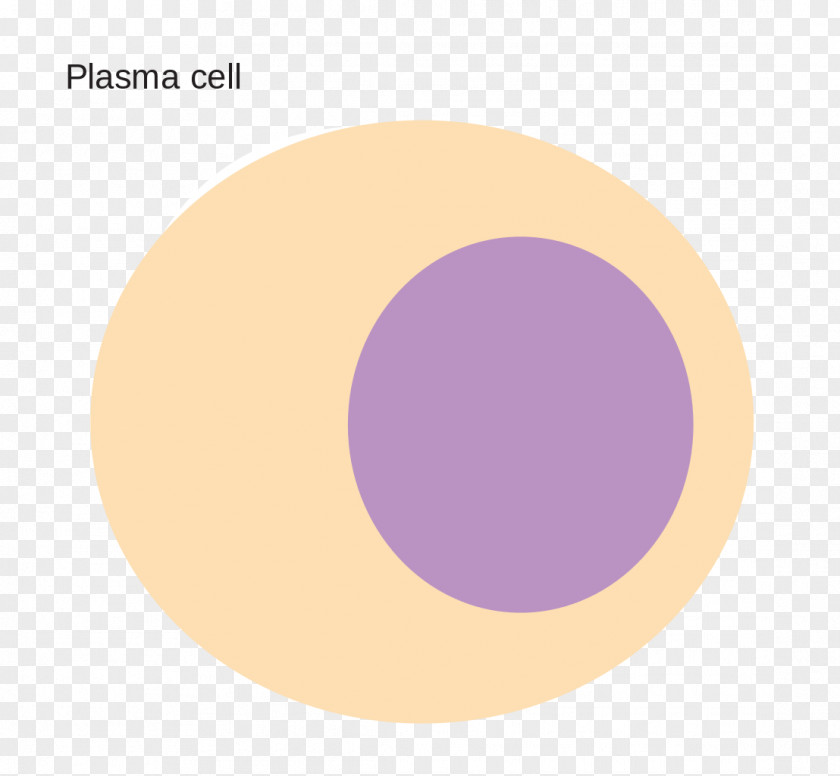 Plasma Cell Blood Information PNG