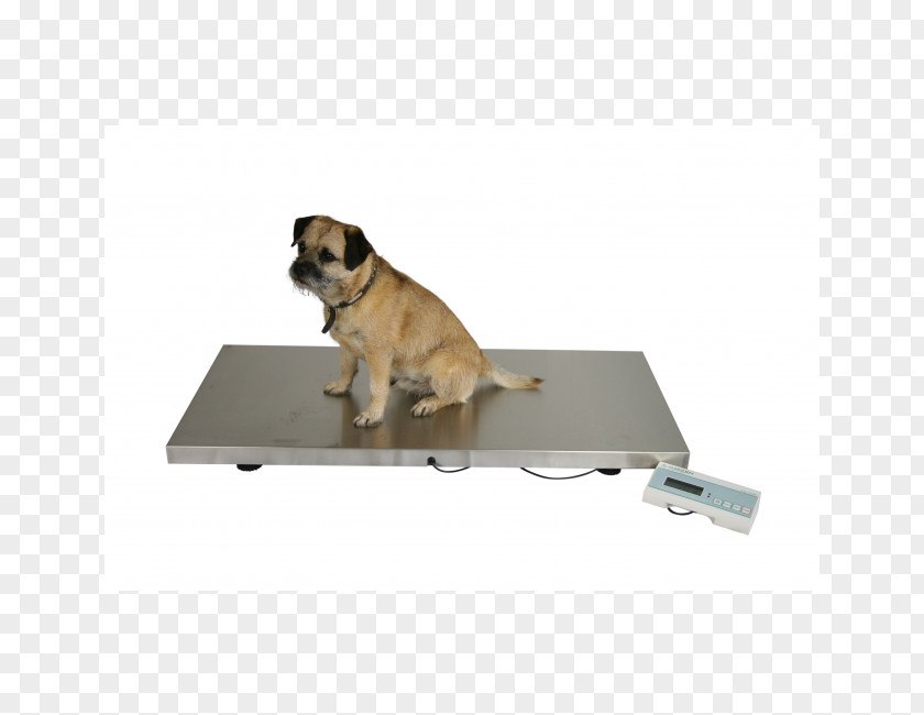 Veterinar Pug Dog Breed Measuring Scales Veterinary Medicine Veterinarian PNG