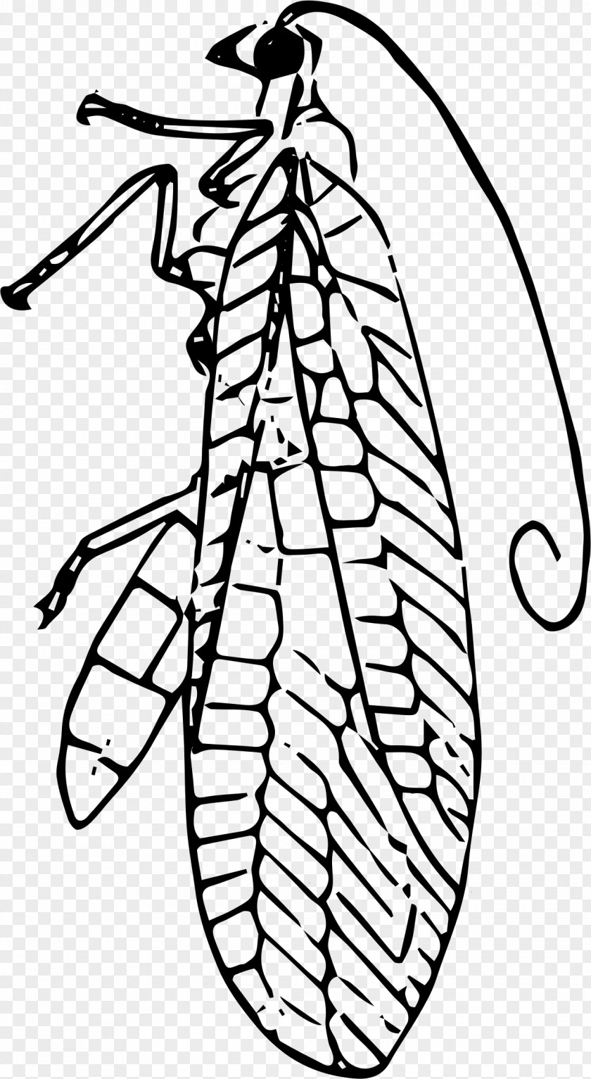 Bug Insect Line Art Clip PNG