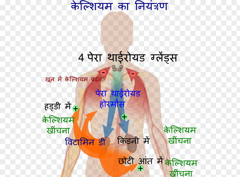 Endocrine Glands Calcium Metabolism Parathyroid Hormone Human Body Hypocalcaemia PNG