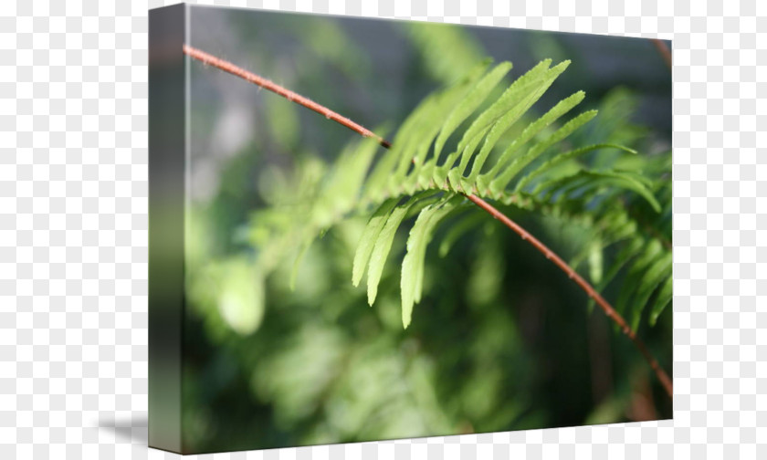 Leaf Fern Plant Stem Vegetation Tree PNG