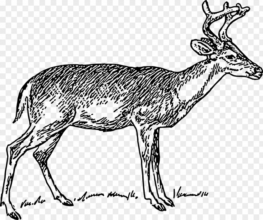Reindeer White-tailed Deer Red Clip Art PNG
