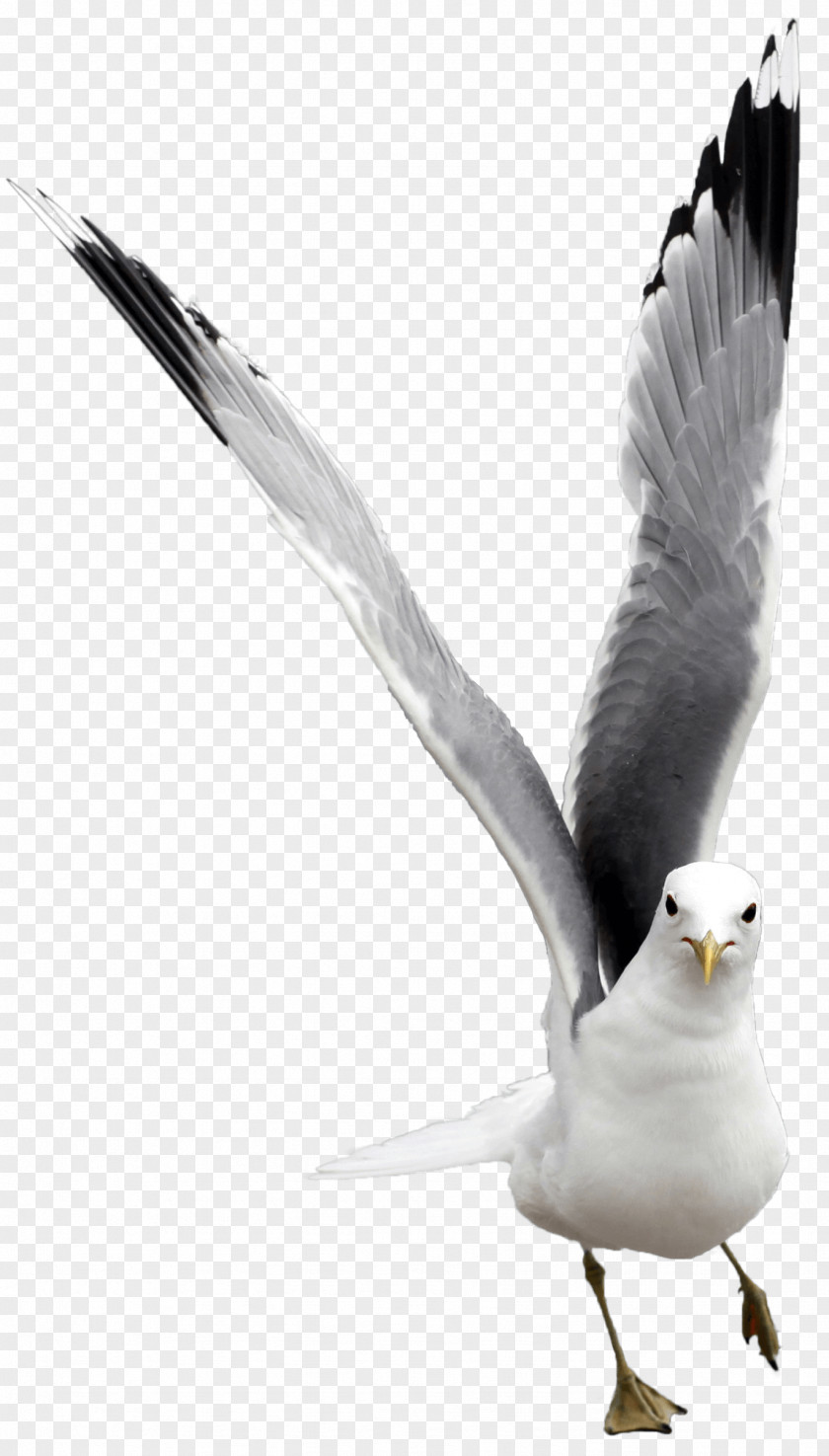 Bird European Herring Gull Gulls Great Black-backed Laridae PNG