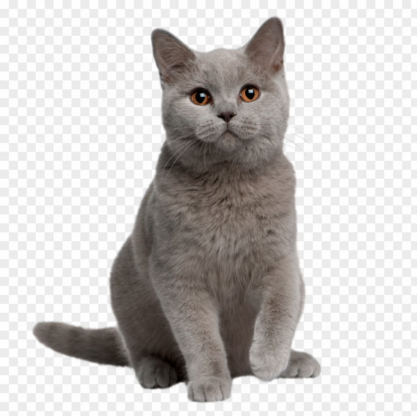 Cats British Shorthair American Kitten Chartreux Persian Cat PNG