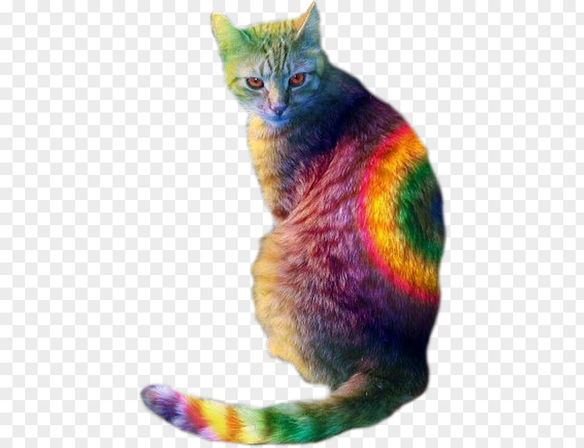 Kitten Cat Food Dog Rainbow PNG
