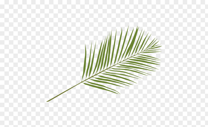 Leaf Arecaceae Palm Branch Areca PNG