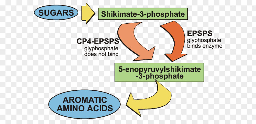 Mutation Gmo Crops Organism Logo Brand Shikimate Pathway Shikimic Acid PNG