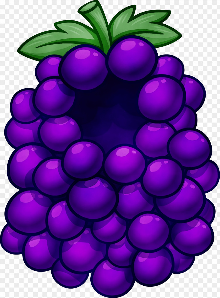 Vitis Seedless Fruit Grape Violet Purple Grapevine Family PNG