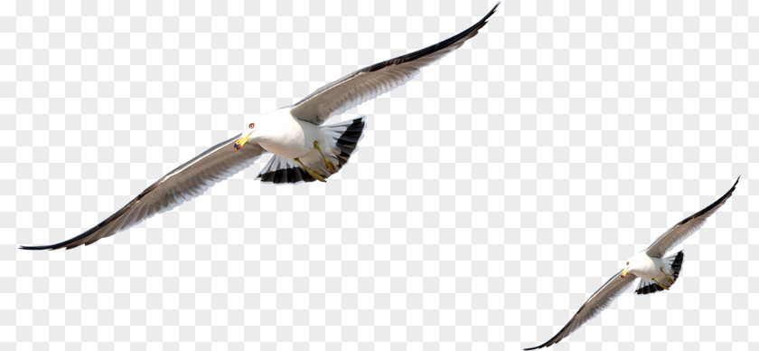 Bird Gulls Pigeons And Doves Rock Dove European Herring Gull PNG