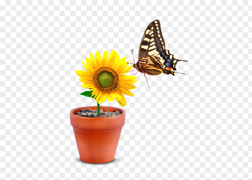 Butterfly Parked In A Pot Of Chrysanthemum Monarch Flowerpot PNG
