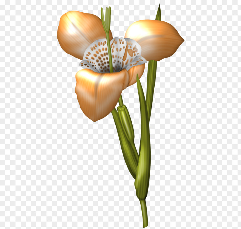Flower Floral Design Wall Iris PNG