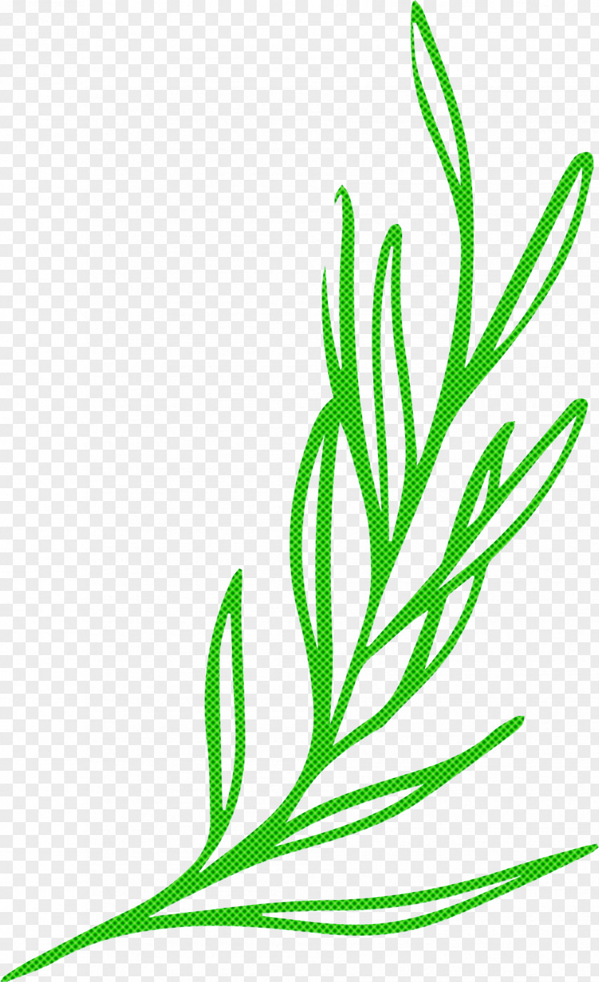 Leaf Plant Stem Branch Vegetable Grasses PNG