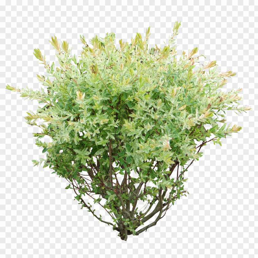 Bush Image Shrub Plant Clip Art PNG