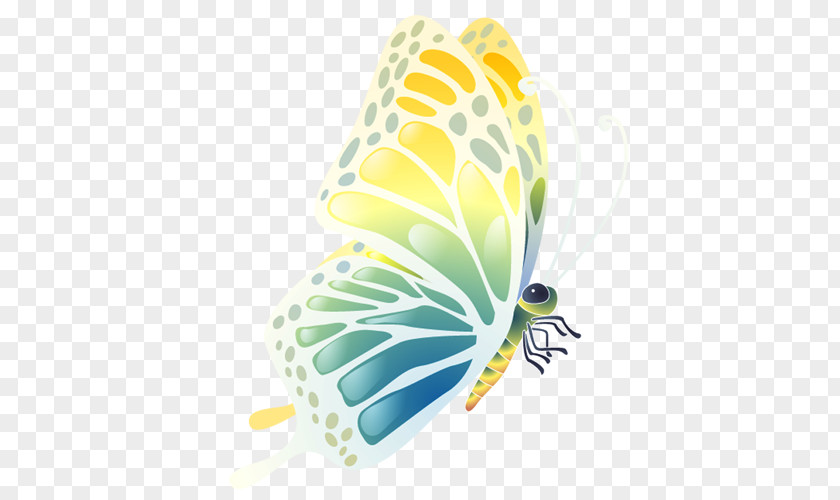 Butterfly PNG