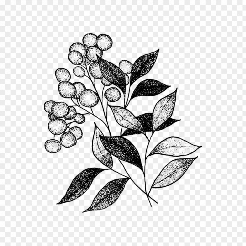 Plant Stem Twig Tea Tree PNG