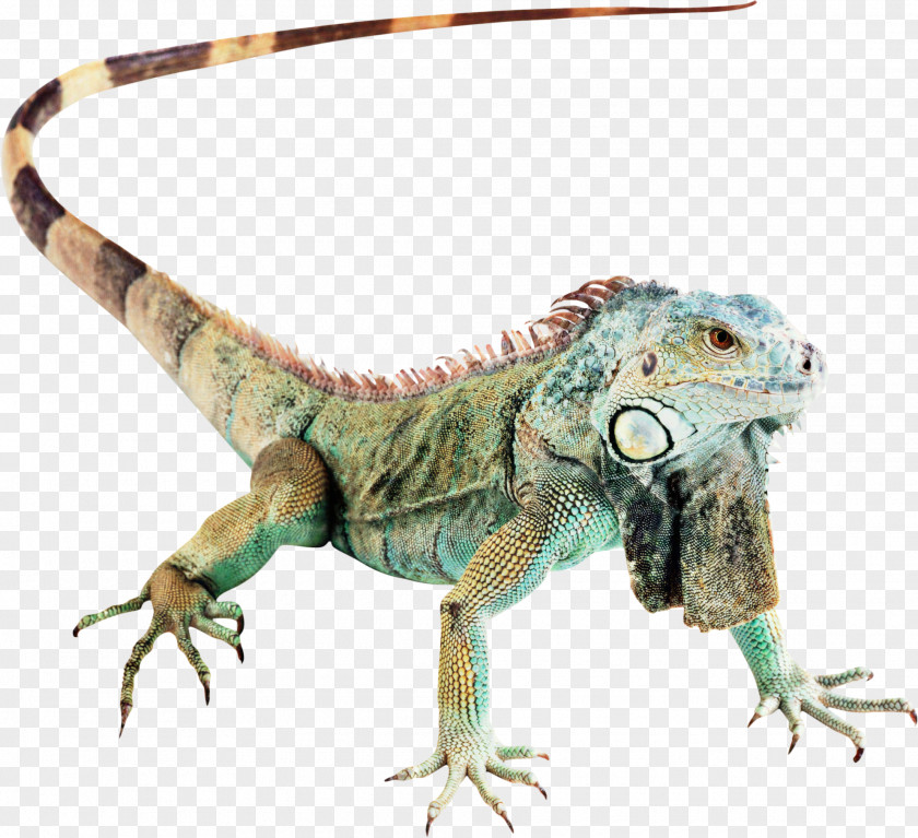 Agamas Lizard Reptile Green Iguana Chameleons PNG