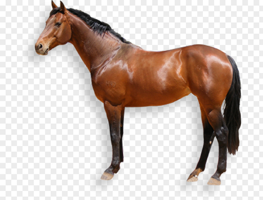 Australian Stock Horse Desktop Wallpaper Clip Art PNG
