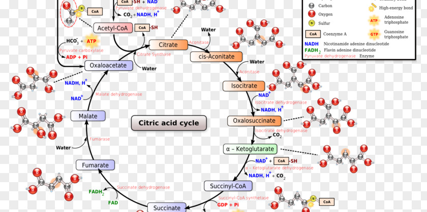 Citric Acid Cycle Tricarboxylic Biochemistry Cellular Respiration PNG