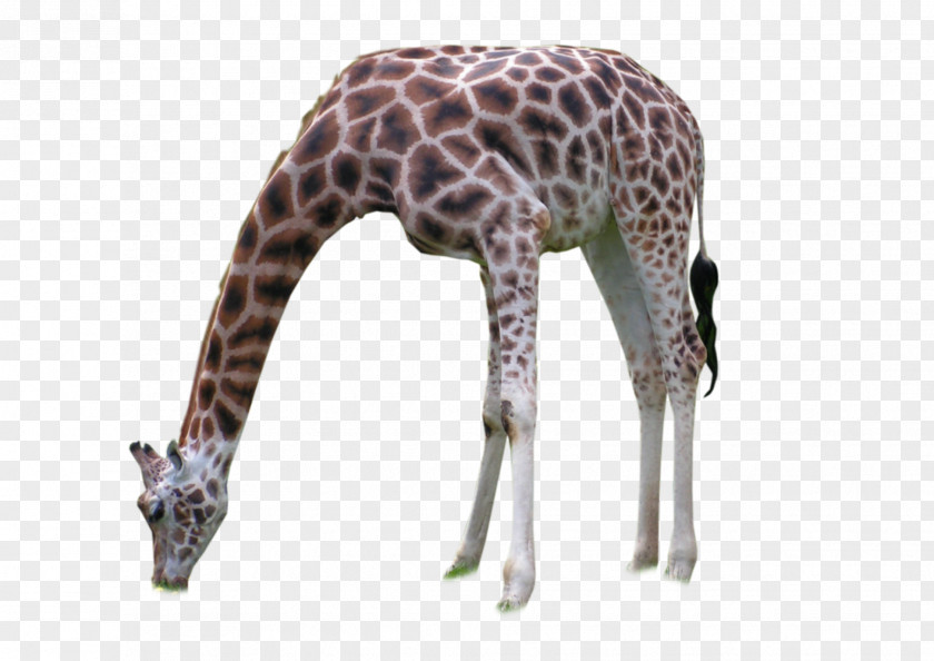 Giraffe Neck Wildlife Terrestrial Animal PNG