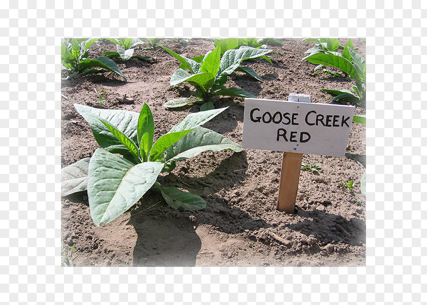 Goose Creek Fall Festival Herb Soil PNG