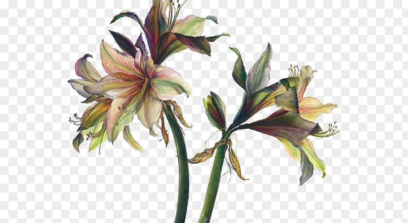 Lily Floral Design Art Watercolor Painting Drawing PNG