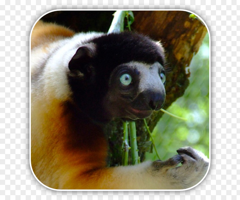 Matt Pyke Lemurs Coquerel's Sifaka Strepsirrhini Crowned Milne-Edwards' PNG