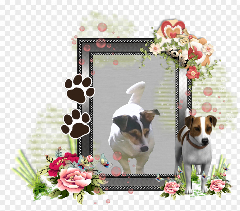 Puppy Dog Breed Jack Russell Terrier Picture Frames Companion PNG