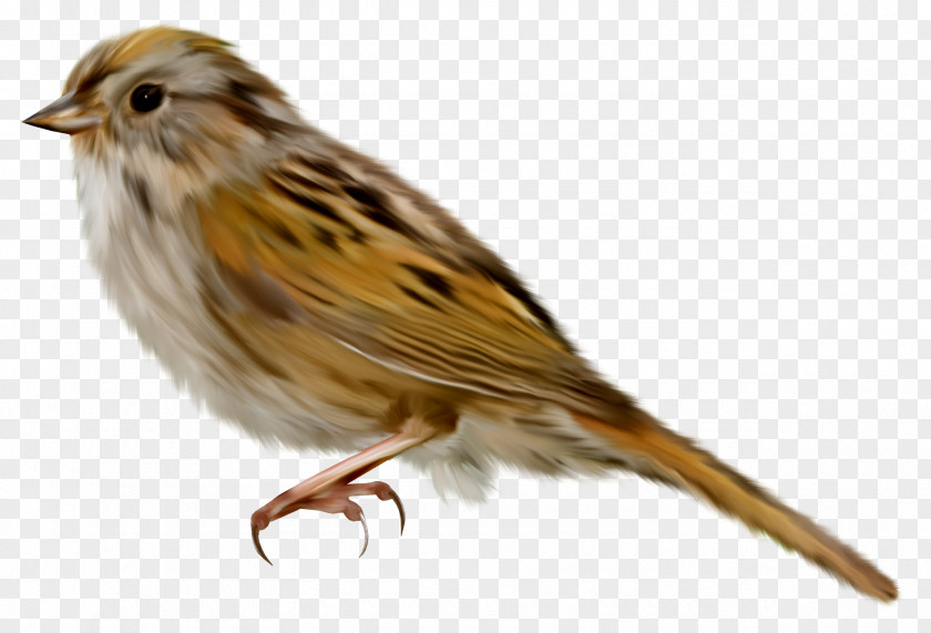 Sparrow Sticker House Bird Clip Art PNG