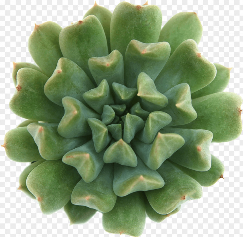Stonecrop Family Pachyphytum Green Leaf Background PNG