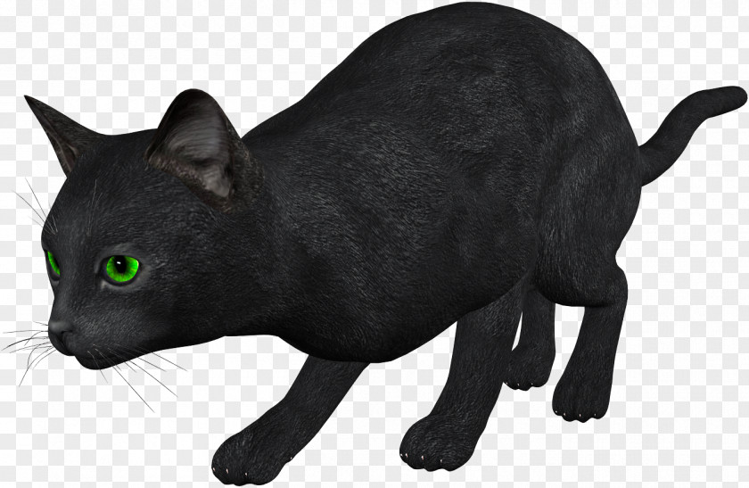 Cats Black Cat Kitten Clip Art PNG