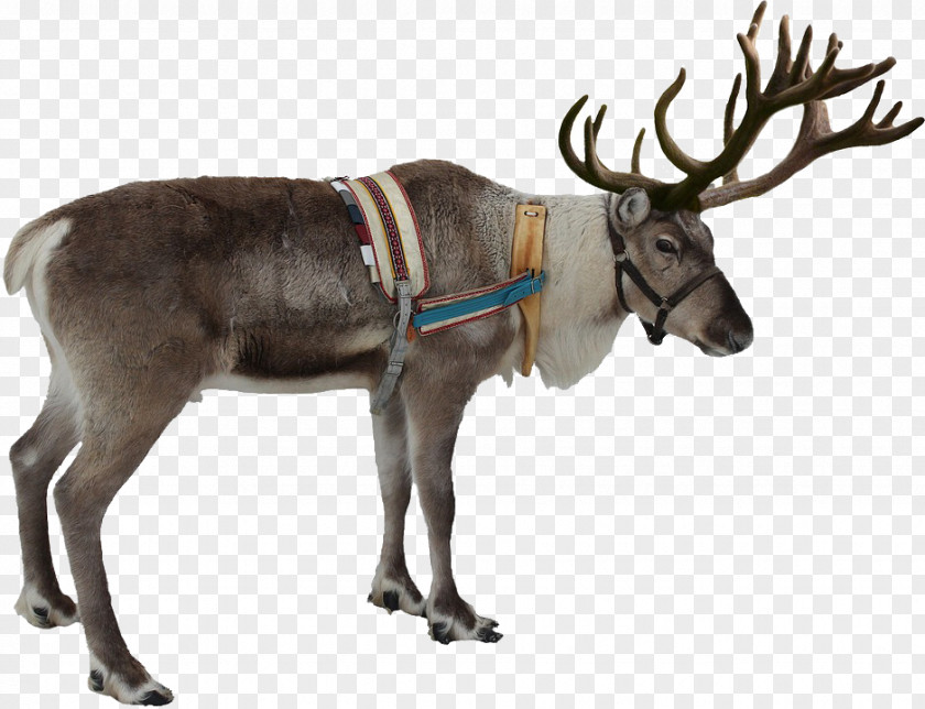 Donkey Rudolph Reindeer Santa Claus Christmas PNG
