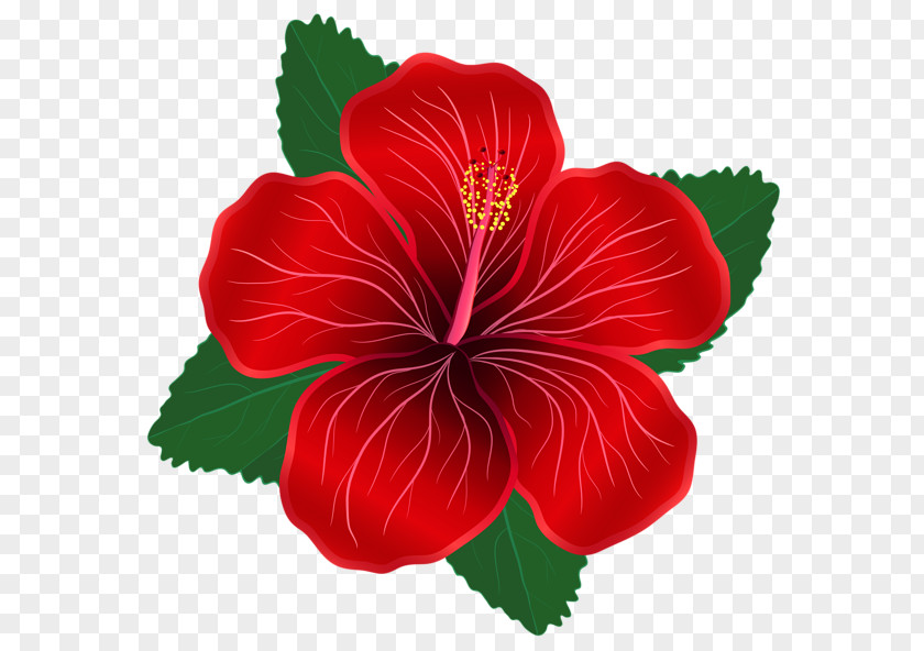 Moana Flower Red Lilium Clip Art PNG