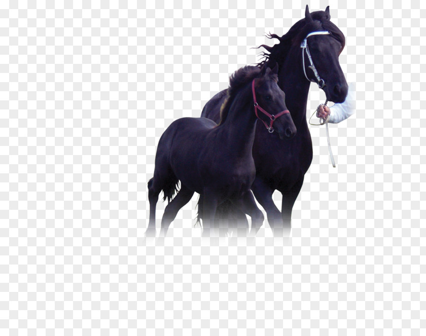 Mustang Stallion Friesian Horse Mare Pony PNG