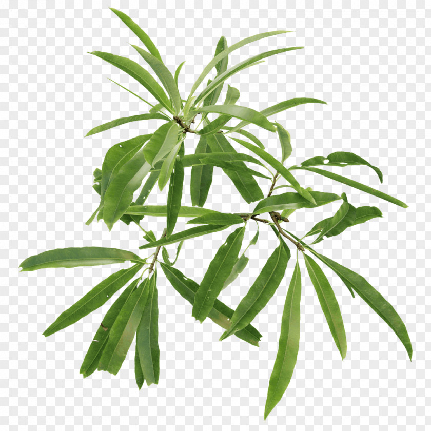 Twigs English Oak Walnut Tree Leaf Plant PNG