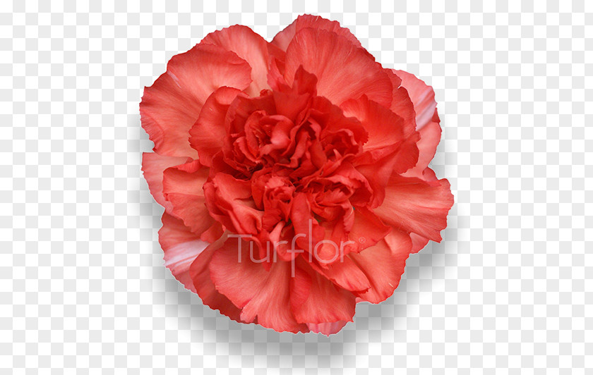 Burgundy Flowers Carnation Peach Cut Pink PNG