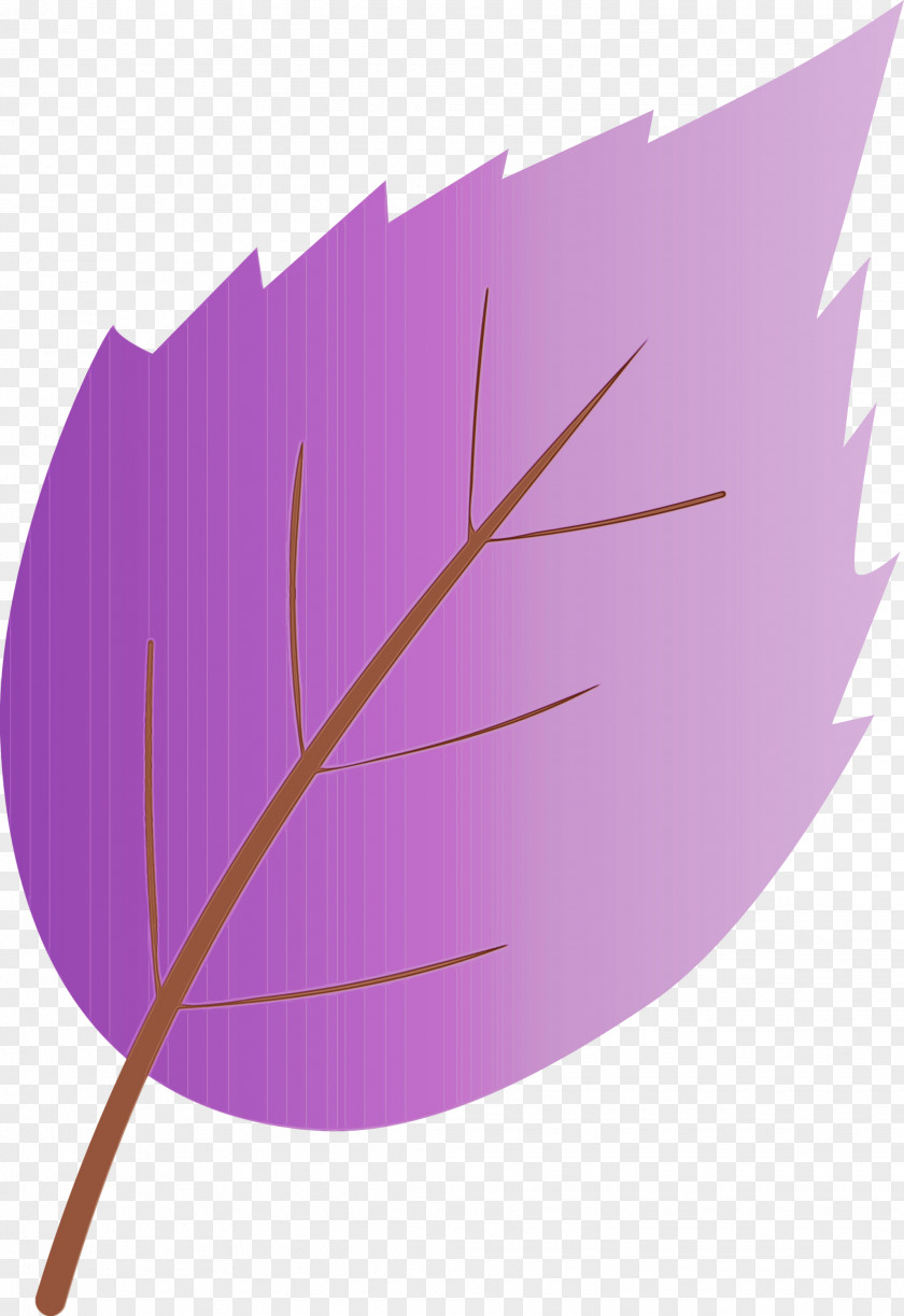 Feather PNG