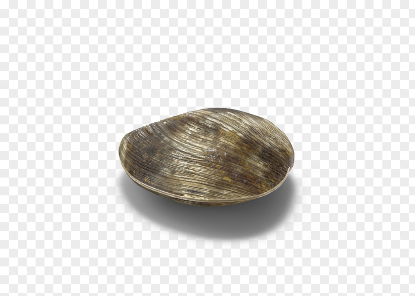 Flint Rock Head Clam Download PNG