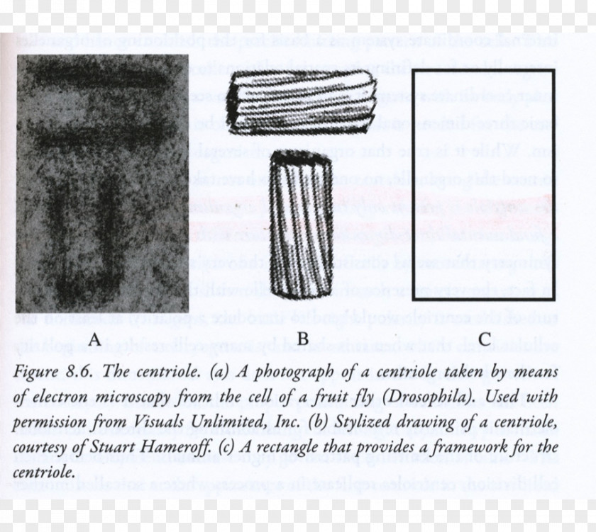 Pineal Gland Third Eye Jung The Mystic: Esoteric Dimensions Of Carl Jung's Life And Teachings Endocrine PNG