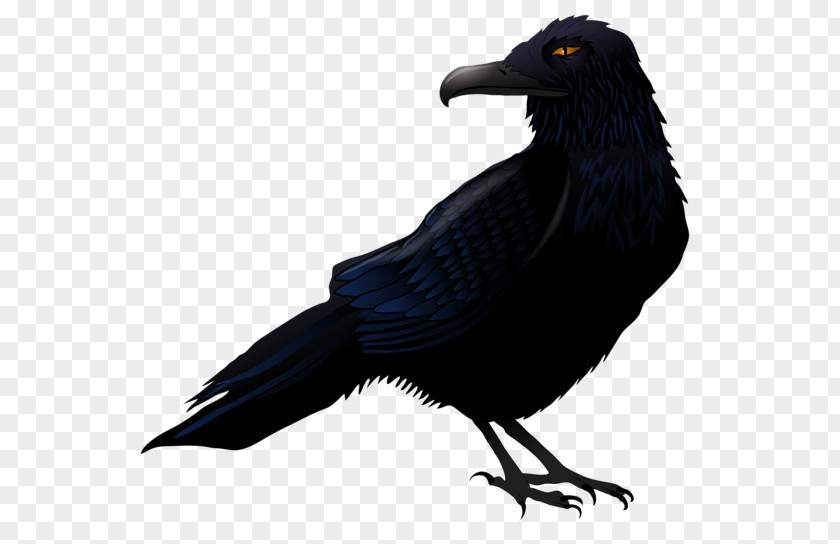 Creative Halloween Crow Common Raven Bird Clip Art PNG