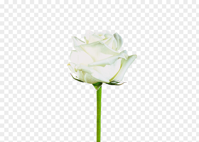 Garden Roses Cabbage Rose Flower Plant Stem Flores De Corte PNG