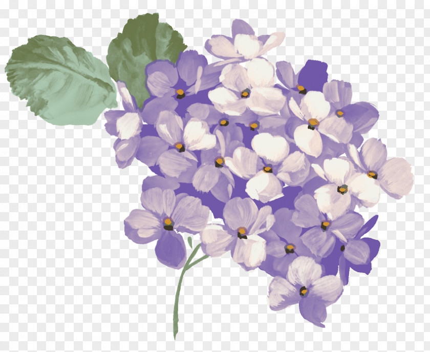 HortÃªnsia French Hydrangea Clip Art Openclipart Image Graphics PNG